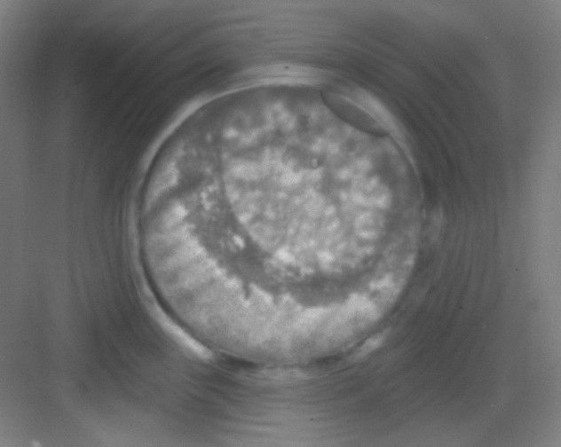 X0000081281243200702081944