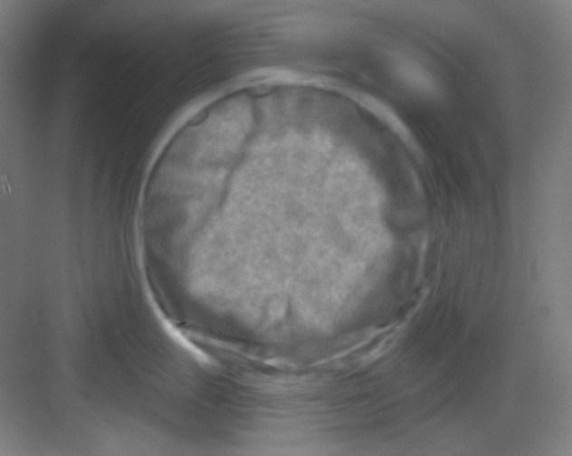 X0000081281247200702081944