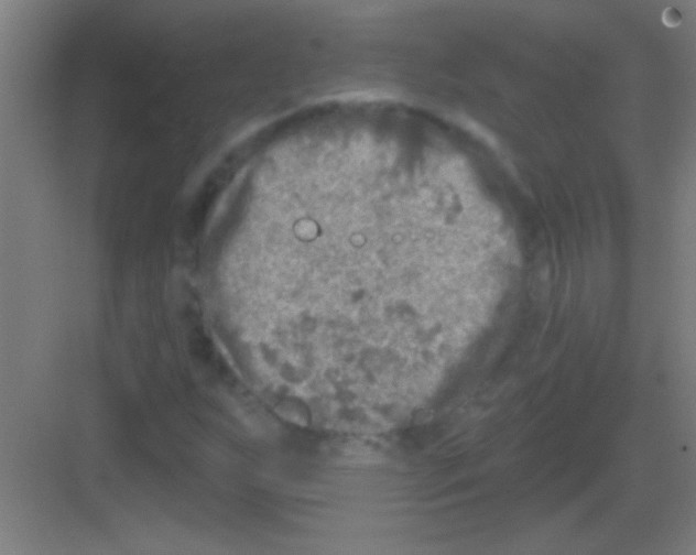 X0000081281255200702081943