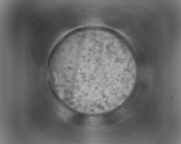 X0000081281271200702081943