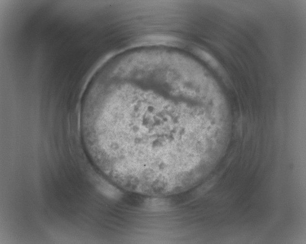 X0000081281275200702081943