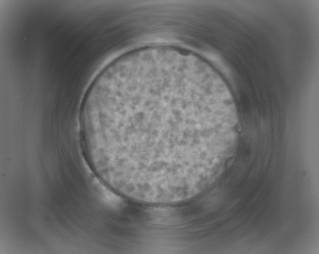 X0000081281287200702081943