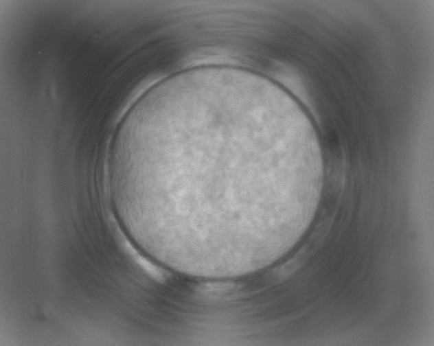 X0000081281290200702081943