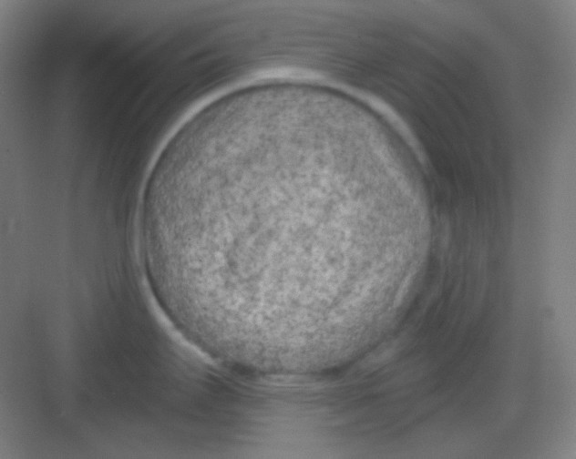 X0000081281295200702081943