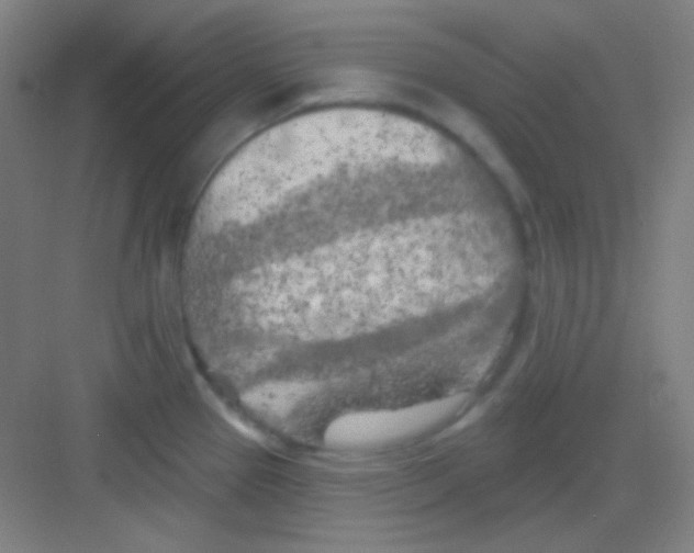 X0000081281337200702081943