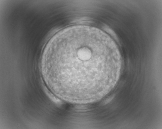 X0000081281338200702081943