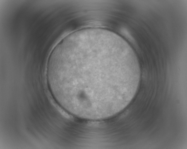 X0000081281378200702081941