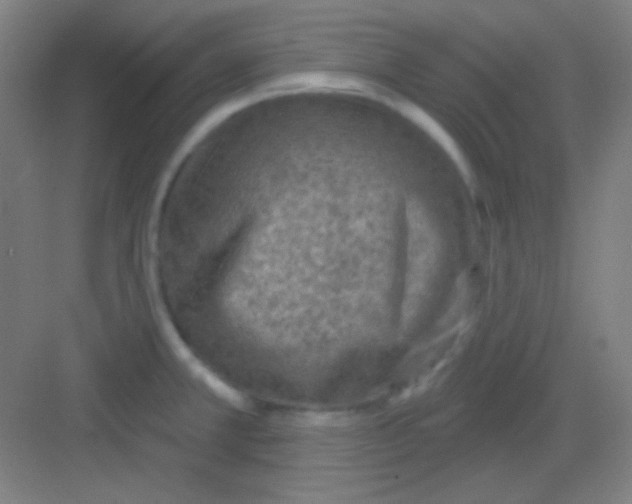 X0000081281381200702081941