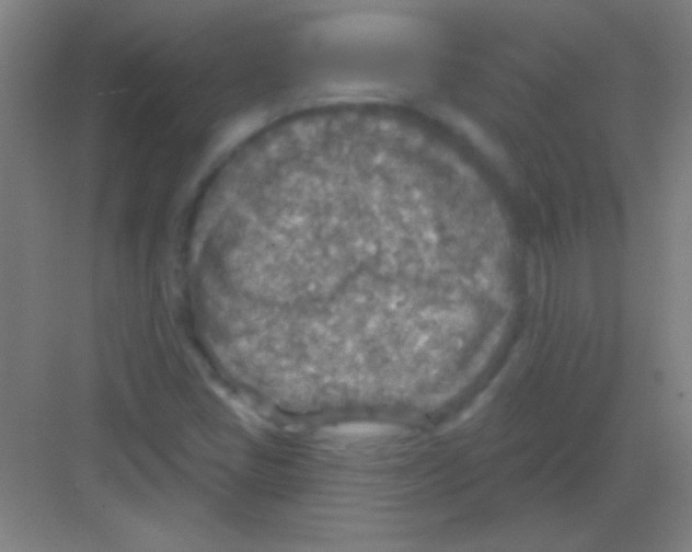 X0000081281405200702081941