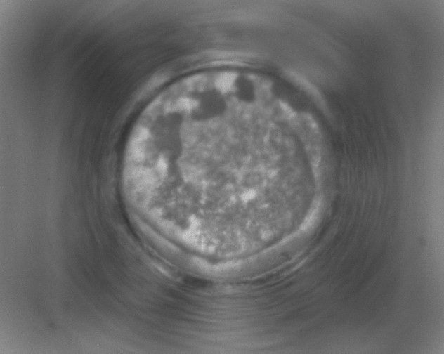 X0000081281411200702081941