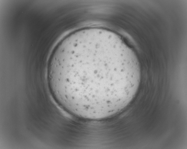 X0000081281424200702081941