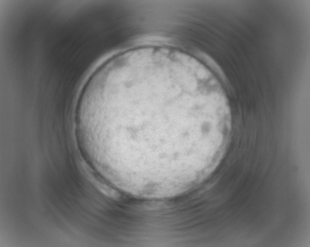 X0000081281435200702081941