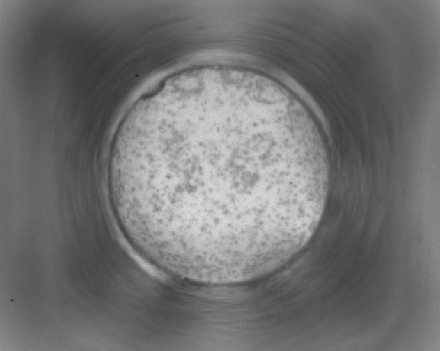 X0000081281437200702081941