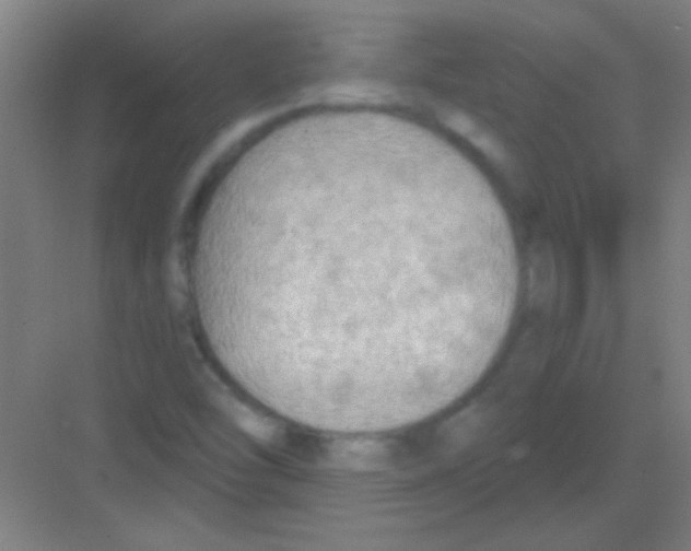 X0000081281454200702081940