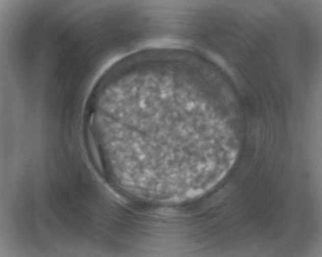 X0000081281463200702081940