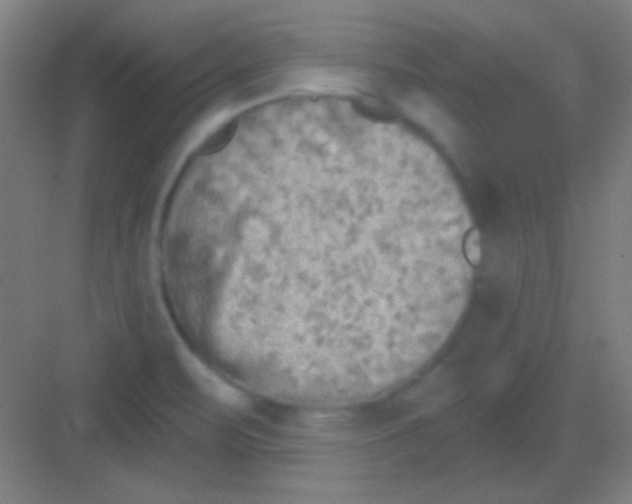 X0000081281471200702081940