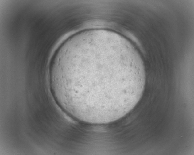 X0000081281472200702081940