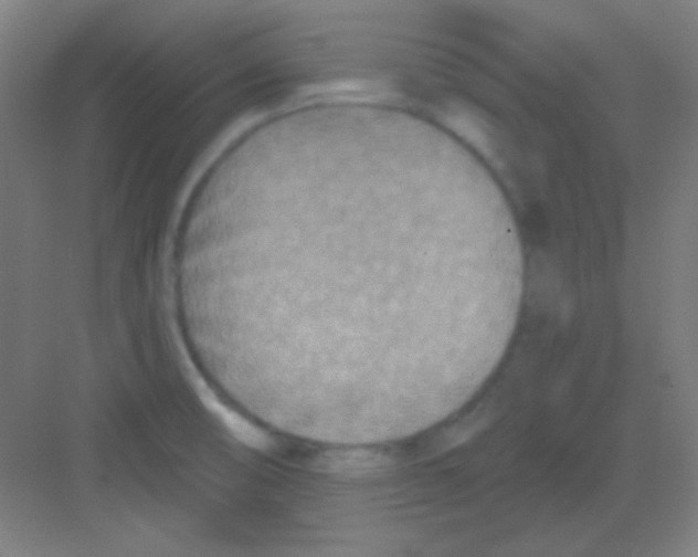 X0000081281474200702081940