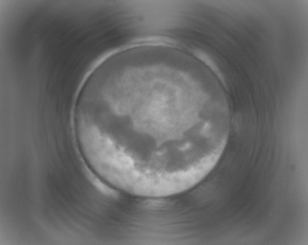 X0000081281482200702081940