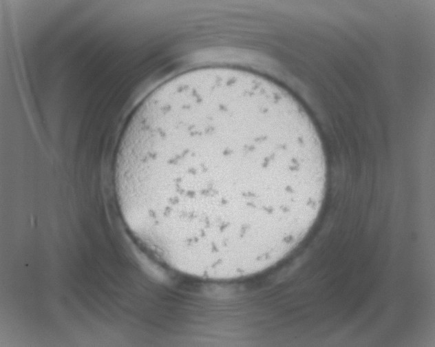 X0000081281521200702081939