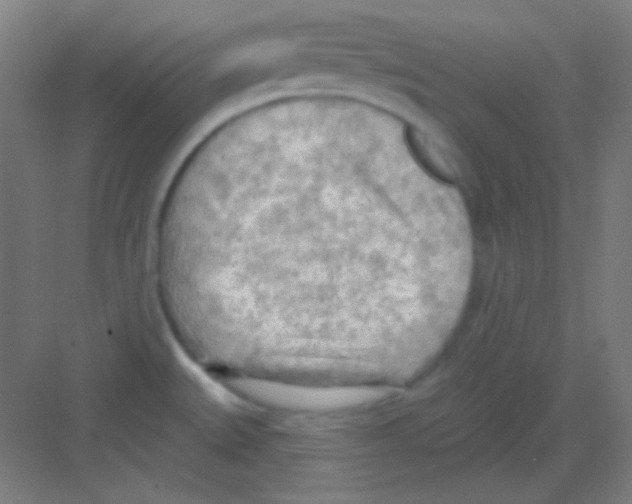 X0000081281527200702081939