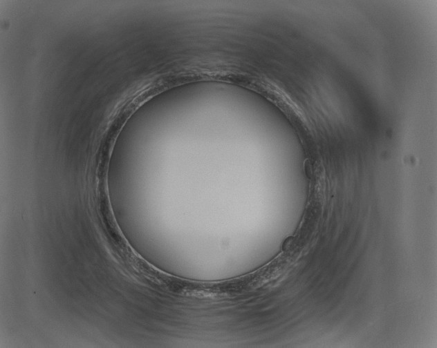 X0000081290635200701110909
