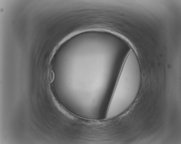 X0000081291526200701110856