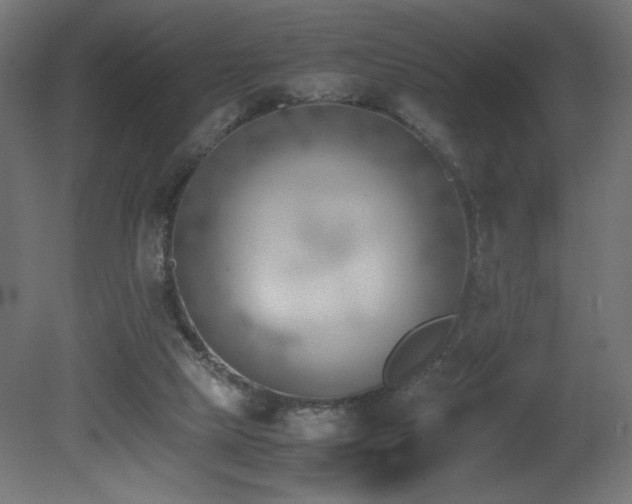 X0000081290065200701111409