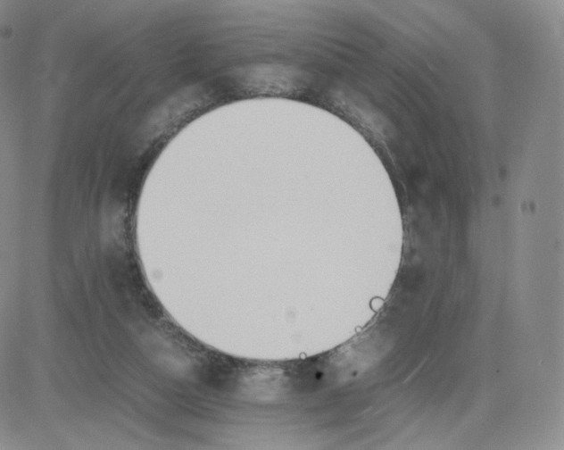 X0000081290162200701251702