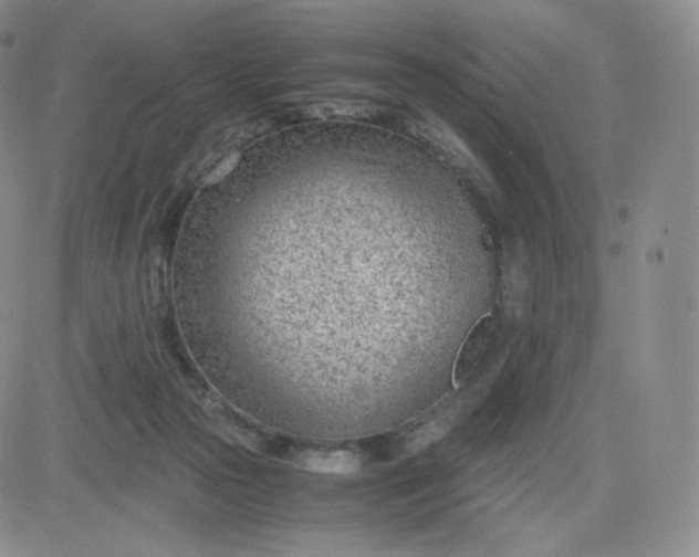 X0000081290169200701251702