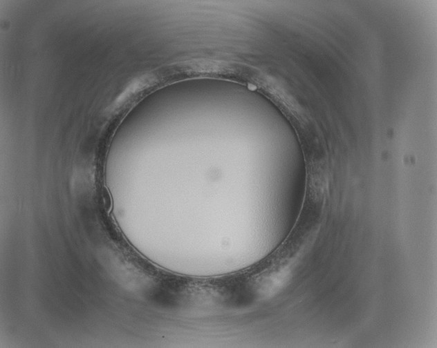 X0000081290207200701251701