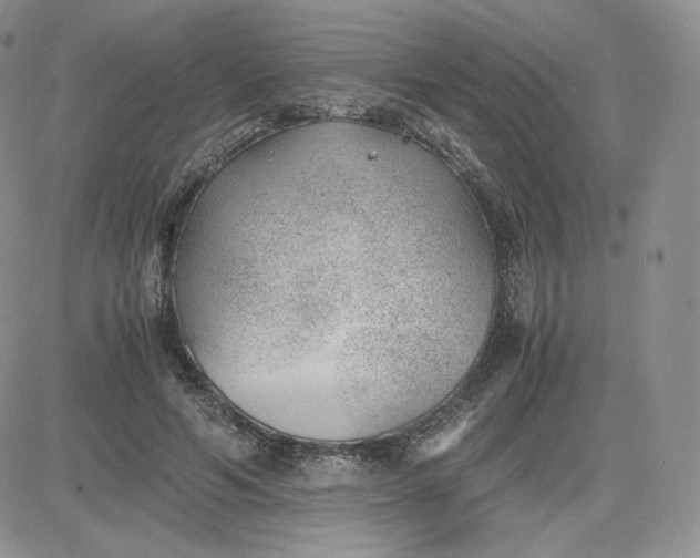 X0000081290594200701251655