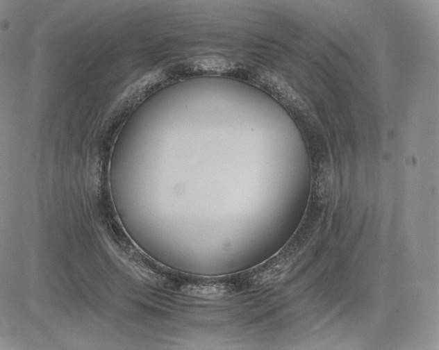 X0000081290639200701251654