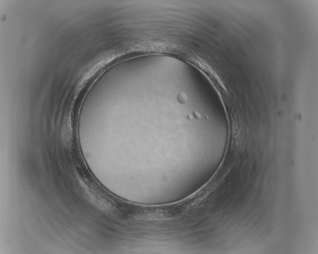 X0000081290674200701251653