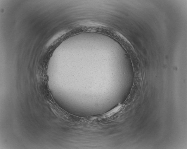 X0000081290775200701251652