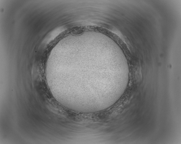 X0000081290871200701251650