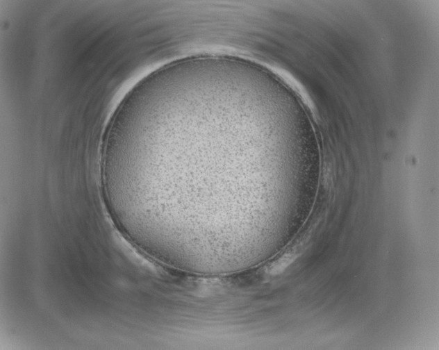 X0000081290903200701251650