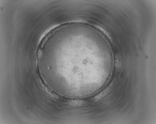 X0000081291117200701251646