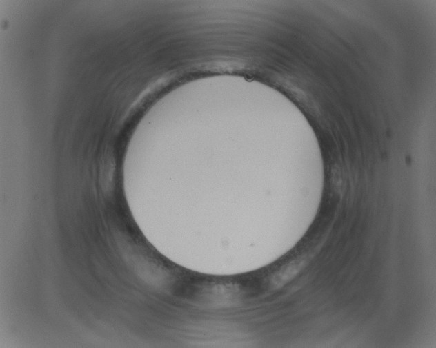 X0000081290304200702012251