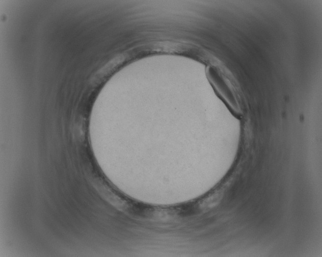 X0000081290305200702012251