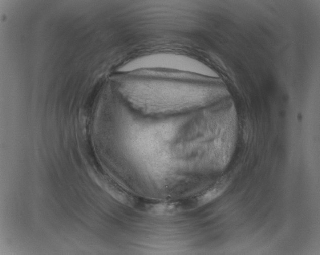 X0000081290366200702012250