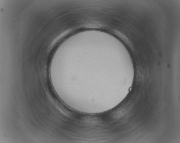 X0000081290535200702012246