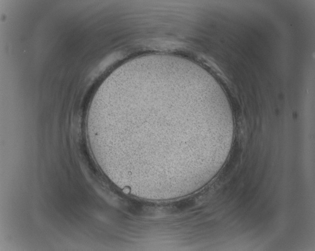 X0000081290679200702012245