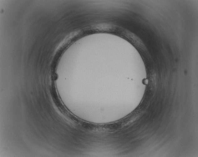 X0000081290734200702012243