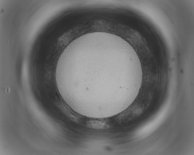 X0000081290765200702012244