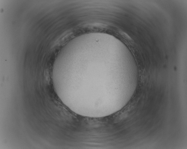 X0000081290774200702012243