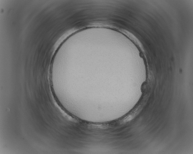 X0000081290855200702012242