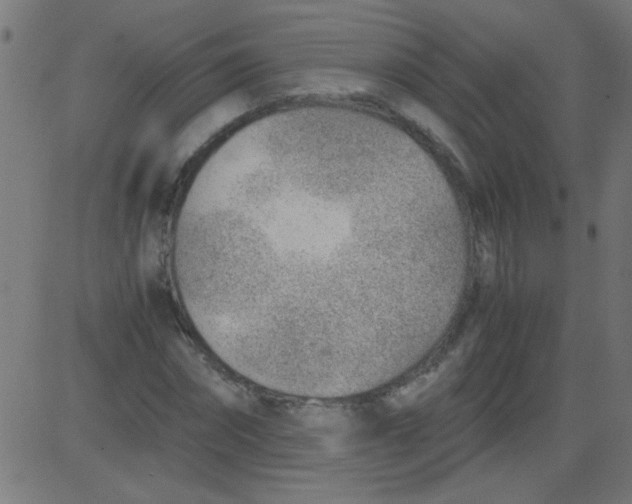 X0000081290874200702012242