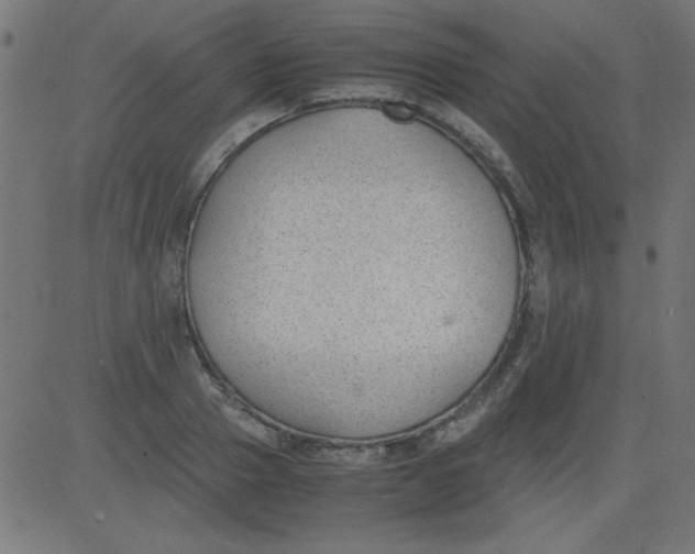 X0000081290937200702012240