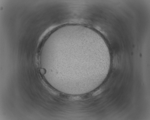 X0000081291454200702012232